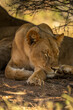 Close-up of lioness lying sleeping under bush