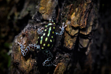 Wall Mural - Dendrobates danger frog from central Peru  and Brazil. Beautiful blue and yellow amphibian green vegetation, tropic. Ranitomeya vanzolinii Brazilian poison dart frog in the nature forest habitat.