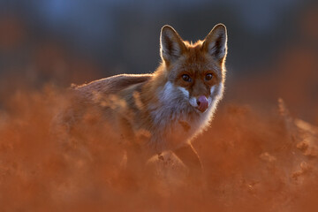 Wall Mural - wildlife - fox run on orange autumn gress meadow. cute red fox, vulpes vulpes in fall forest. beauti