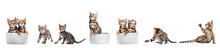 Bengal Cat Young Kittens Playing, Set Isolated On Transparent White Background