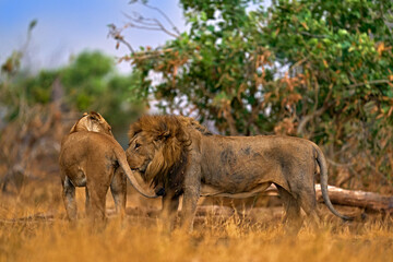 Wall Mural - Lion, fire burned destroyed savannah. Animal in fire burnt place, lion lying in the black ash and cinders, Savuti, Chobe NP in Botswana. Hot season in Africa. African lion, male. Botswana wildlife.