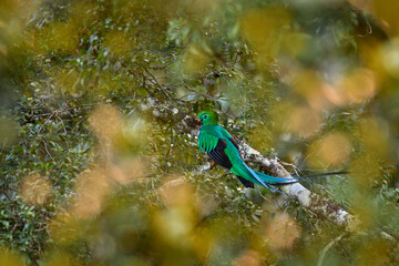 Wall Mural - Resplendent Quetzal, Pharomachrus mocinno, from Chiapas, Mexico with blurred green forest in background. Magnificent sacred green and red bird. Detail forest hidden of Resplendent Quetzal.