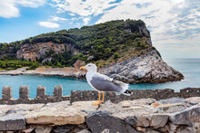 Sea Gull On Porto Venere Coast With Cliffs In Italy.