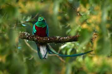 Wall Mural - Tropic bird. Resplendent Quetzal, Pharomachrus mocinno, from Chiapas, Mexico with blurred green forest in background. Magnificent sacred green and red bird. Detail forest hidden  Resplendent Quetzal.