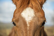 close up of the forehead facial marking of a thoroughbred race horse