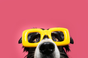 Wall Mural - Funny portrait border collie dog wearing yellow glasses celebrating carnival or summer. Isolated on pink background