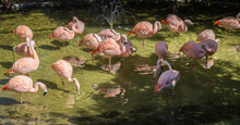 A Flamboyance Of Captive Flamingos.
