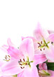 Lily pink flowers on white isolated