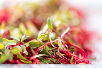 Wall Mural - Radish microgreens