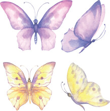 Watercolor Illustration Of Delicate Purple And Yellow Butterflies. For Banner Design, Postcard.