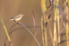 A Sub-adult Star Finch Perched On A Stem Of Dry Grass