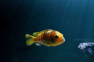 Wall Mural - lake malawi cichlids, lake tanganyika cichlids