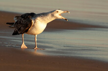Great Black-backed Gull (Larus Marinus) Squawking & Feeding On The Beach; Virginia Beach, Virginia