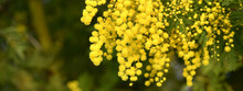 The Yellow Mimosa Tree Flowers In February. Spring Yellow Flowers Of The Mimosa On The Branches Of A Tree. Natural Floral Background. Banner