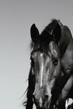 Fototapeta Konie - Curious bay horse in black and white being curious on ranch closeup, vertical portrait of equine animal.
