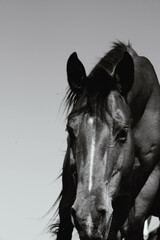Wall Mural - Curious bay horse in black and white being curious on ranch closeup, vertical portrait of equine animal.