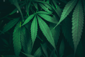 Group organic cannabis leaves on a dark background. Texture of Marijuana leaves of a plant.