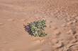 Eryngium maritimum seaside. Herbaceous plant of the genus Eryngium Umbelliferae. It grows in sandy places, in thickets.