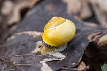 A yellow snail on a leaf. Spring awakening