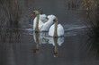 Mute Swans in the Swamps of the Werra River