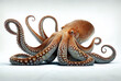 octopus isolated on a white, generative ai