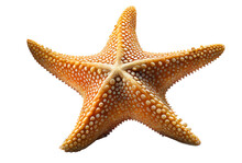Starfish Isolated, Ocean Creatures, Sea Life, Generative Ai