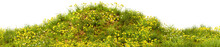 Grassy Green Field With Dandelions. Green Meadow. Hill With Yellow Flowers. Transparent Background, PNG File