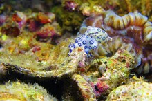 Greater Blue-ringed Octopus (Hapalochlaena Lunulata) On The Coral Reef. Venomous Octopus, Macro Photography From Scuba Diving With Marine Life. Dangerous Tropical Animal, Travel Picture.