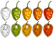 Whole and half pepper habanero. Vintage engraving vector illustration.
