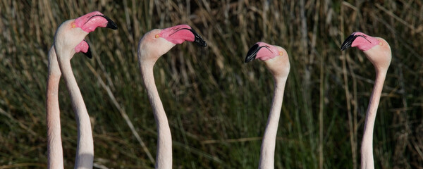 Canvas Print - flamant rose - phoenicopterus roseus