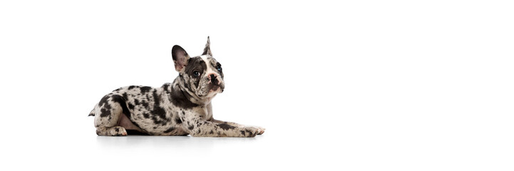 Wall Mural - Studio image of purebred French bulldog in spotted color calmly lying on floor over white background. Concept of domestic animal, pet care, motion, action, animal life. Banner. Copy space for ad