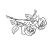 Two Roses sketch. Black outline on white background. Drawing vector graphics with floral pattern for design. Vector illustration.