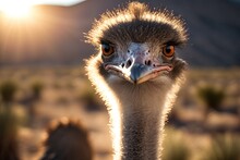 In Focus Closeup Of An Ostrich In Bright Sunshine. Generative AI