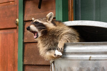 Raccoon (Procyon Lotor) In Trash Can Leans Out Mouth Open Autumn
