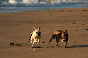 two french bulldogs running on the beach