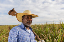 Black Farmer Smiling, With A Hoe In His Hands. Brazilian Farmer. Family Farming. Sugar Cane. Closed Plan.
