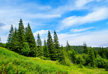 Wall Mural - beautiful pine trees on background high mountains.