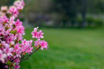 Wall Mural - Beautiful Garden with blooming trees and bushes during spring time, England, Wales, UK, early spring flowering azalea shrubs