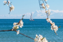 Spring At The Baltic Sea. Yacht Sailing Seen Through The Blossomed Tree In Gdynia, Poland