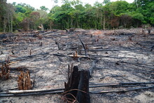 Panoramic View Of An Area Of Rainforest Recently Destroyed By Slash And Burn. For Only A Few Years It Will Be Suitable For Growing Cassava And Other Crops. Novo Airao District, Amazonas State, Brazil.