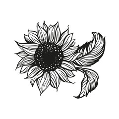 Wall Mural - sunflower drawing vector decoration with leaves. line contour design flower silhouette graphic