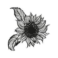 Wall Mural - sunflower drawing vector decoration with leaves. line contour design flower silhouette graphic