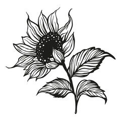Wall Mural - sunflower drawing vector decoration with leaves. line contour design flower silhouette graphic