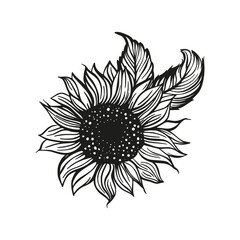 Wall Mural - Sunflower drawing vector decoration with leaves. Line contour design flower silhouette graphic