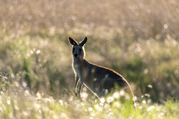 Wild Australian kangaroos seen in Queensland, Australia during autumn season with surrounding bush landscape. 