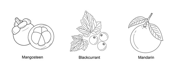 Wall Mural - Set of hand drawing fruits Mangosteen, Blackcurrant, Mandarin isolated on white background. Line art organic fruits icon. Linear healthy fruits collection for packaging. Vector illustration