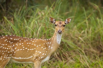 Wall Mural - Axis, Axis indický, Spotted deer or Chital or axis axis at forest Sri Lanka,