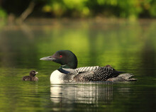 Loon Facing It's Chick