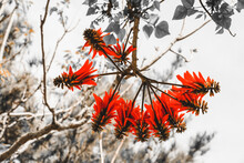 Erythrina Variegata, Commonly Known As Tiger's Claw Or Indian Coral Tree, Is A Species Of The Genus Erythrina