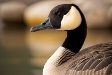 Image Of A Canadian Geese In Closeup On A Harbor Generative AI